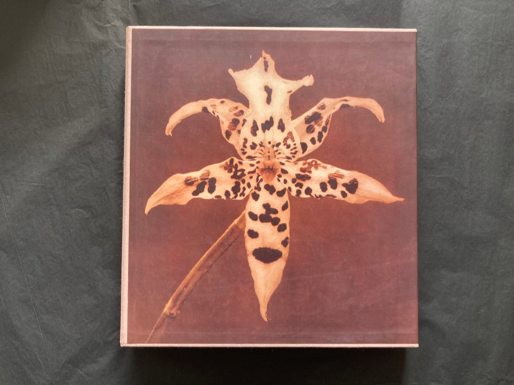 Robert Mapplethorpe, Pistils – Claire de Rouen