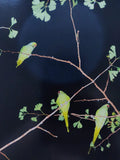 Yoshinori Mizutani, Tokyo Parrots *Signed