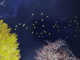 Yoshinori Mizutani, Tokyo Parrots *Signed