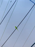Yoshinori Mizutani, Tokyo Parrots *Signed