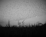 Billy Barraclough, Murmurations *Signed