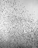 Billy Barraclough, Murmurations *Signed