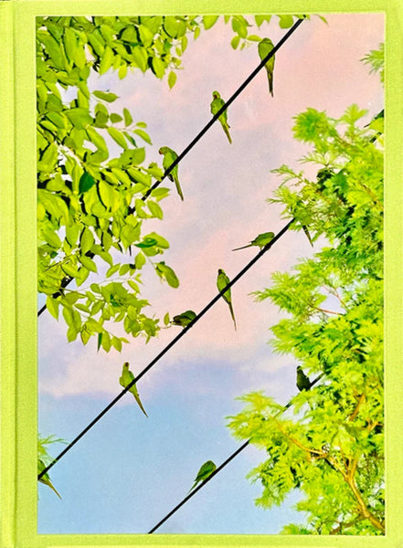 Yoshinori Mizutani, Tokyo Parrots *Signed