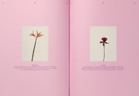 Liza Langen, The Practice of Arranging Flowers &amp; How To Embrace Seasonal Change