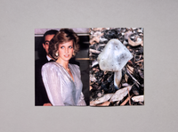 Lulu Williams, Princess Diana As Mushrooms Volume II